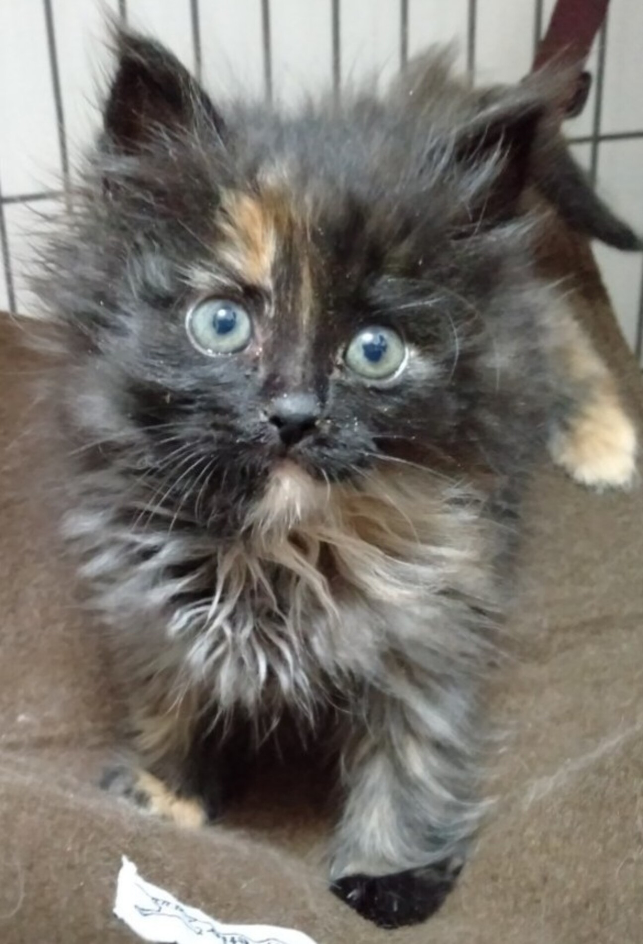 一旦募集停止 ふわふわ 香川県 猫の里親募集 3421 ペットのおうち 月間利用者150万人