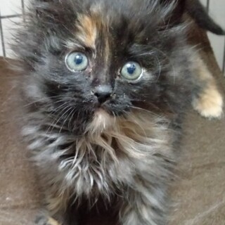 【一旦募集停止】ふわふわ長毛さび子猫のもこちゃん