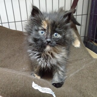 もっこもこ！ラブリーもこちゃん♡