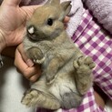 ウサギさん　生後2ヶ月