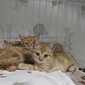 ２匹一緒に！茶トラ子猫の虎徹と夢