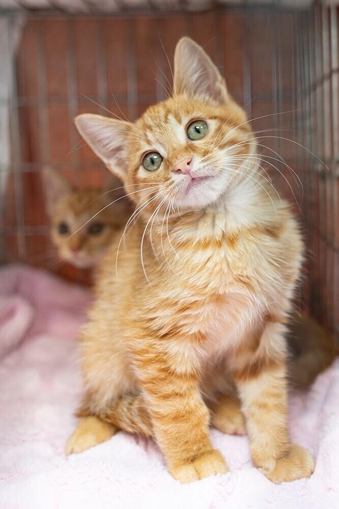 2匹一緒に！茶トラ子猫の」千葉県 - 猫の里親募集(342836) 7