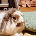 4歳！かわいいロップイヤーです！