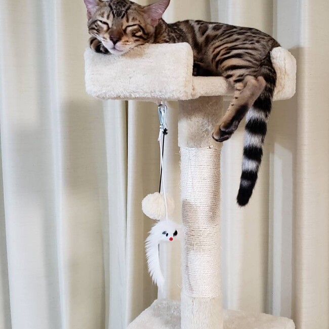 ミーちゃん551のカバー写真