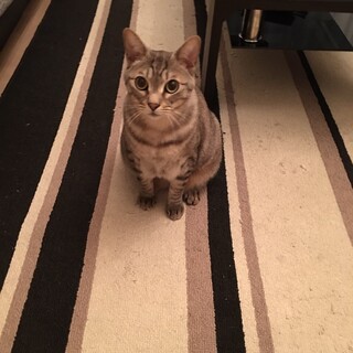 人懐っこい大人しいキジトラ　猫兄弟　シンバくん