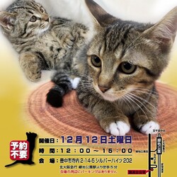 ねこ譲渡会＠豊中