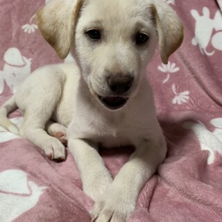 保健所からレスキューした子犬♀ひなちゃん