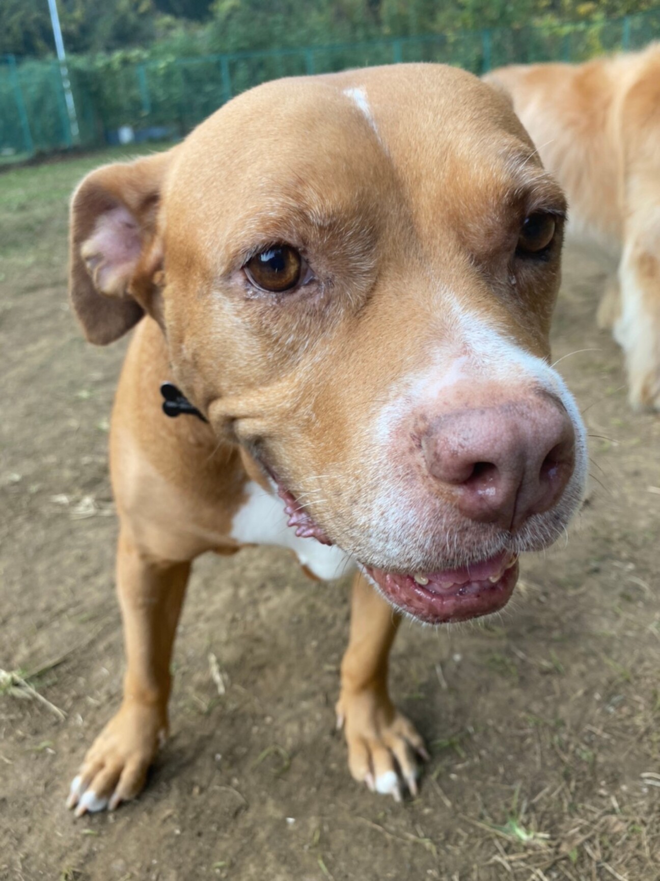 ピットブル アメリカン ピット ブル テリア Stg Origin Aegpresents Com