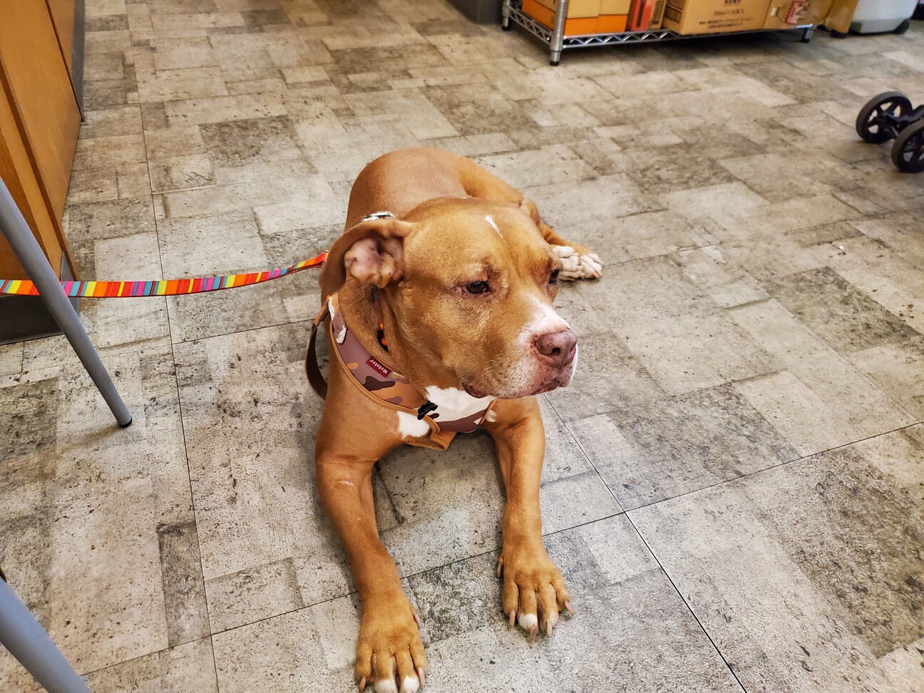 ピットブルのモカちゃん 東京都 犬の里親募集 ペットのおうち 月間利用者150万人 ピットブルのモカちゃん 東京都 犬の里親募集 ペットのおうち 月間利用者150万人