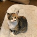 賢い三毛猫