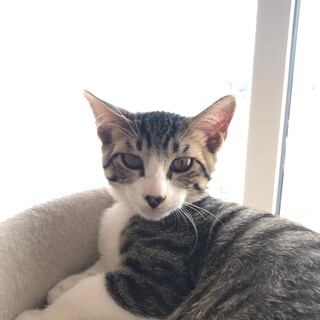 べったり甘えん坊のキジ白くん（４きょうだい）