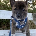 可愛すぎる１ヶ月ブリンドルにこる✨野犬にも家族を