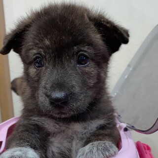 可愛すぎる１ヶ月ブリンドルここる✨野犬にも家族を