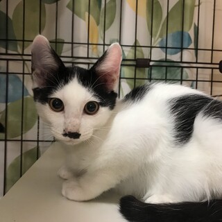 膝乗り大好き甘えん坊すぎる白黒子猫（４きょうだい）
