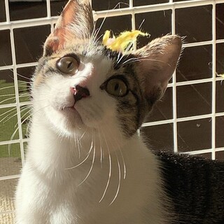 ボタンくん、ずっとのお家が決まりました❗️