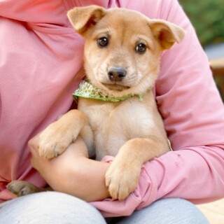 困り顔のブー君1ヶ月半