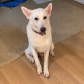 2歳のホワイトシェパード　ヴァンくん