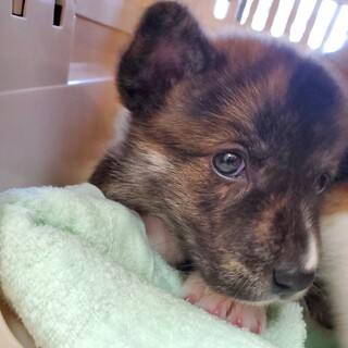 可愛すぎる１ヶ月ブリンドルきよら✨野犬にも家族を