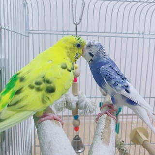 2匹同時引き取り可能な方限定！