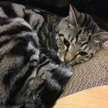 新しい爪とぎでリラックス♡