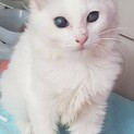 【メレンゲ】おかげさまで里親様が決まりました