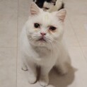 【くた子】おかげさまで里親さまが決まりました