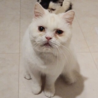 【くた子】おかげさまで里親さまが決まりました