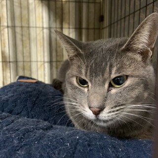 シルバー美猫のリサ♀