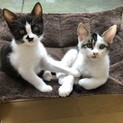 兄妹にゃんずの里親さん募集します
