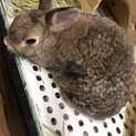 ドワーフラビット 女の子 ラウちゃん