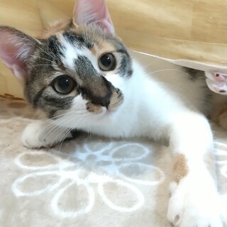 11.29予約制藤井寺保護猫譲渡会参加猫♀三毛