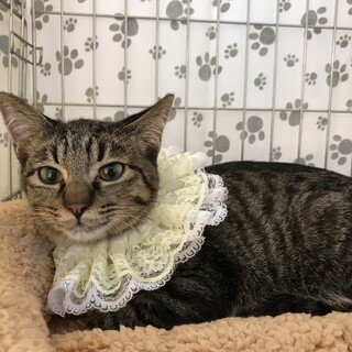 阪急くん、里親さま決定です