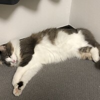 ふう