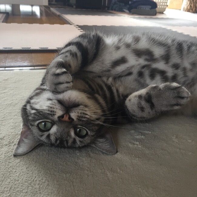 にゃんこババのカバー写真