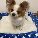 パピヨン　ウィンキーくん　応募一時停止