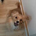 2歳のダックス×キャバリアの優しい男の子