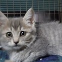 ブロン、里親さま決定しました！