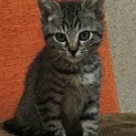 溝中まぁくん、里親さま決定です