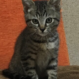 溝中まぁくん、里親さま決定です