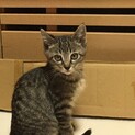 溝中きたくん、里親さま決定です