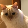 くじら666