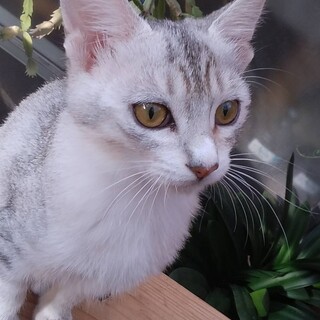 白キジ美女はくちゃん