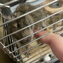 デグー 生後6ヶ月 メス
