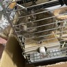 デグー 生後6ヶ月 メス サムネイル2