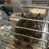 デグー 生後6ヶ月 メス サムネイル3