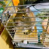 デグー 生後6ヶ月 メス サムネイル4