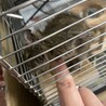 デグー 生後6ヶ月 メス サムネイル5