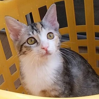 元気な女の子三毛猫こおちゃん