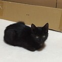 溝中ののちゃん、里親さま決定です