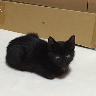 溝中ののちゃん、里親さま決定です